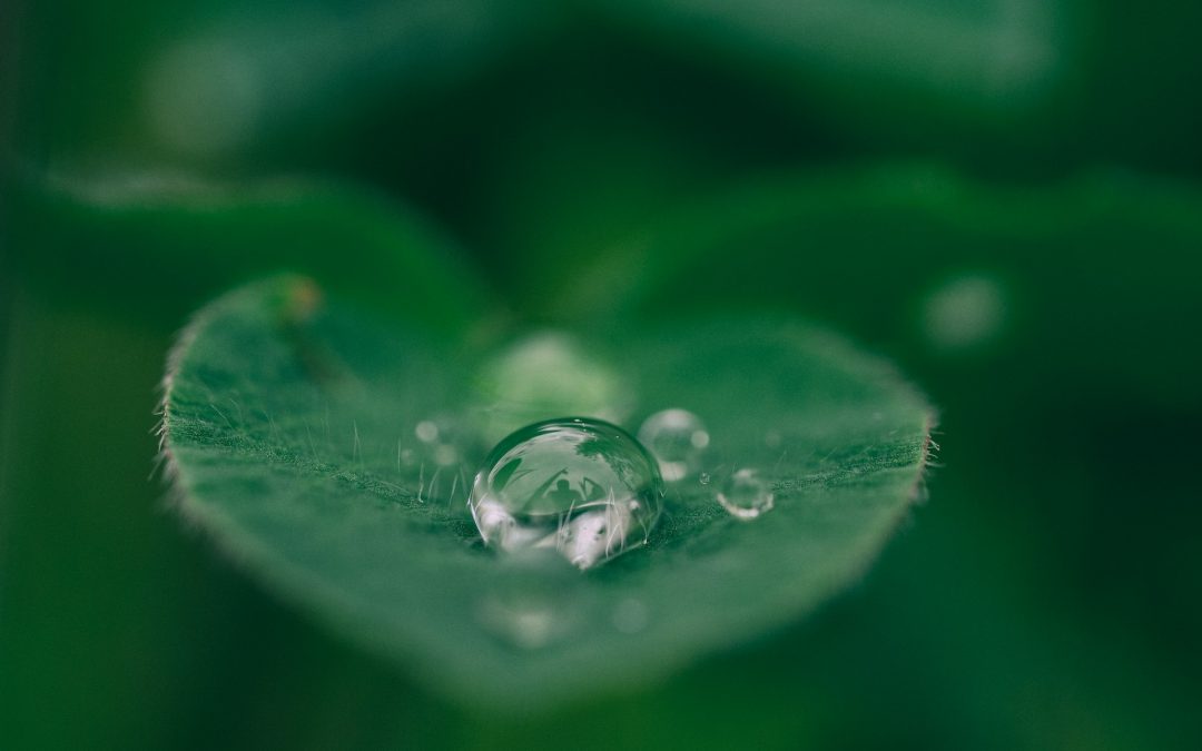 une perle d'eau sur une feuille verte pour évoquer la green beauty ou cosmétique verte
